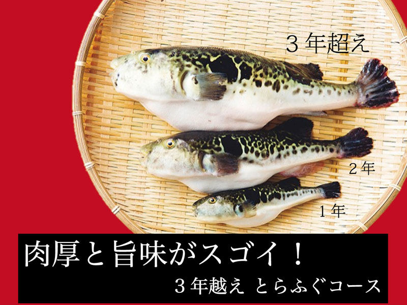 期間限定デラックス！ 肉厚と旨味がすごい ３年越え!とらふぐコース