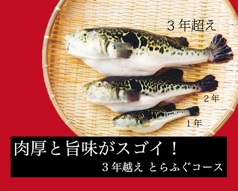 期間限定デラックス！ 肉厚と旨味がすごい ３年越え!とらふぐコース